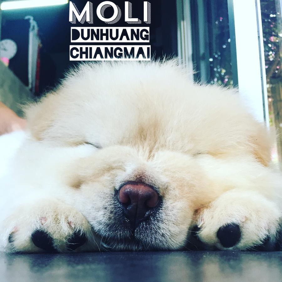 Chiangmai Moli Inn (Adults Only) Chiang Mai Eksteriør bilde